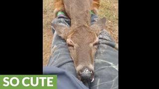 Wild deer adorably naps on woman's lap