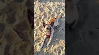 Переключить внимание собаки на себя и все!#doglife ️‍