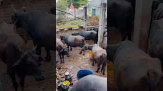 #buffalo#dairyfarm#milk#murrah#buffallo#viralvideo