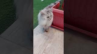 cute cat lusya #lusya #cat  #lusyacat #turkishcat #catvideos #cats #catshorts #catlovers #catvideos