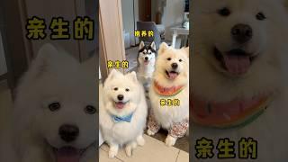 当我不小心用萨摩耶带大了一只哈士奇……#萨摩耶 #哈士奇 #狗狗