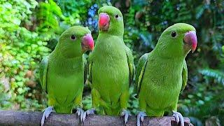 Parrot Chirping Voice