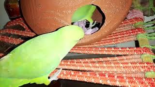 Parrot making nest | parrots in matki | Indian Parrots nest box