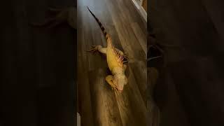 Happy Iguana Smiles When Pet Parent Returns Home! Shorts #Iguanas