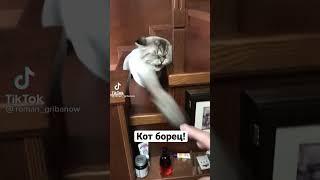 Кот борец надавал по щам