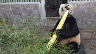 Awesome Panda Eating Bamboo