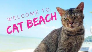 Cat Beach in Malaysia!