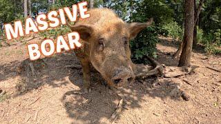 I Couldn't See It Coming | This Boar Is A Giant