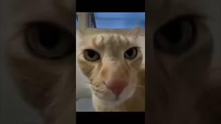 Kiss Kiss Cat V6 #cat #kisscat #funnycat