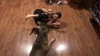 Jiujitsu with Vasil the Italian mastiff