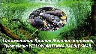 Тиломелания Кролик Желтая антенна / Tylomelania YELLOW ANTENNA RABBIT SNAIL