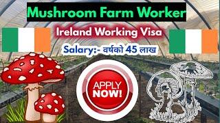 Ireland working visa for nepali || Ireland work permit visa 2025 | ireland working visa new update