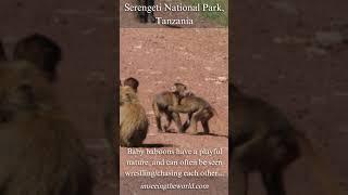 Cute and Playful Baby Baboons of Serengeti National Park #imseeingtheworld.com