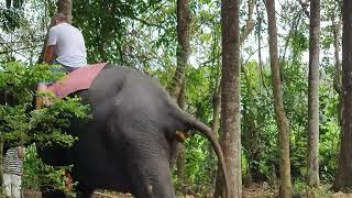 Elephant Pooping Sri Lanka  Как Какает Слон Ceylon