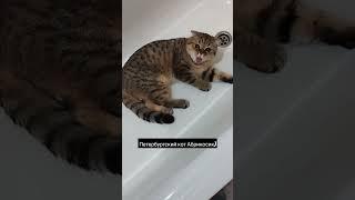 Про кота#психолог #Санкт-Петербург #прокота #кот #домашниеживотные
