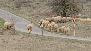 Pogledajte lička polja, šume i ovce