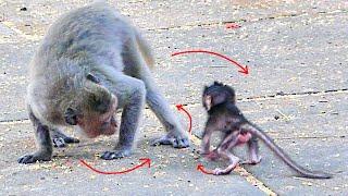 Wow..!! Unbelievable Long-Tail mother monkey Messi teaches her baby like a pig-tailed mother monkey.