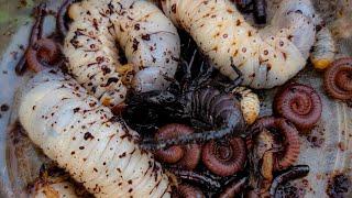 Release Insect Back To Natural Have Red Millipede, Scorpio, Black Beetle,Beetle Worm #pet #nature P3