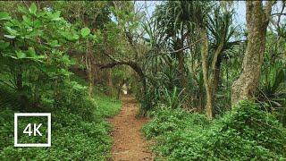 Hike to Secret Beach, Kauai (Binaural Audio)