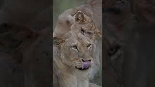 Lion cub HUNTS Mom ( Sabi Sands Kruger National Park)