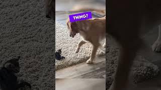 Dog doesn't know how to react to new kitten 
