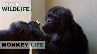 S8E08 | Chimp Cherri Finally Gives Birth To Twin Baby Girls | Monkey Life | Beyond Wildlife