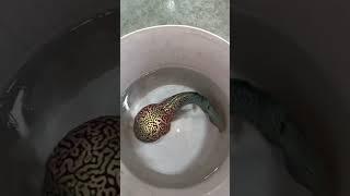 "Million Dollar Pearl Found in Oyster?" #youtubeshorts  #gemstones #batukalimayakristal #crystals