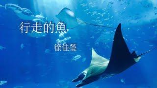 行走的魚-徐佳瑩『我偏愛，你的黑，你的笨，你的錯』【動態歌詞MV】