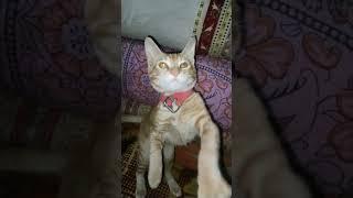 Cute Cat Video #cuteanimals #cats #catlover #cat #animals #shorts