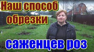 Подготовка и обрезка роз к зиме.