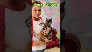 How Fast Do Maine Coon Kittens Grow? #windyhillpets.com
