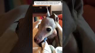 poor baby kangarro #kangaroo #babykangaroo #animals