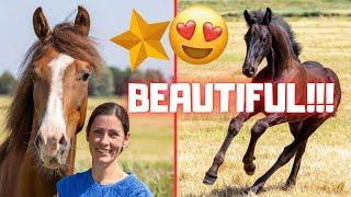 All the foals together! How beautiful! Photographers are taking pictures | Friesian Horses