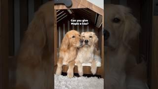 Teaching my dog to give kisses  #dogshorts #goldenretriever #puppies #dogs #doglife #puppyvideos