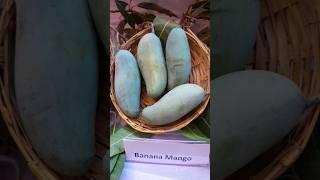 Rare mango variety Part III #trendingshorts #mangoes #mangonews #mangovarieties #miyazakimango