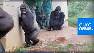 Feeling miserable in the rain? These gorillas too | euronews 