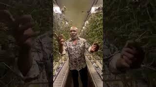 Champ Approved/ Одобрено чемпионом