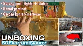 UNBOXING_Burung loloh+si kecil fighter(50ekor)