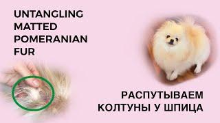 HOW TO UNTANGLE MATTED POMERANIAN FUR