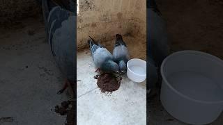 Bird's Feeding ASMR #birds #pigeon #shorts