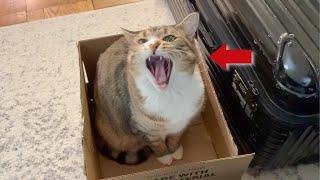 (Cat Logic) “The box is mine! Can you not touch it?”