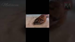 Tiger Hunting Underwater #shorts #reels #tiger @MediazewTV