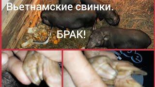 Наши свинки. БРАК купили! /Our pigs.  MARRIAGE bought!  /