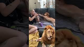 yasi & Lion. Mo. مملی