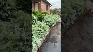 Artemisia ‘Silver Lining’ is perfect as a filler for the landscape🩶 Height: 12-16” / Zones: 4-9