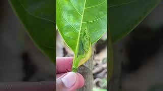 How to Grafting Jackfruit Trees at home  #fruittree #mangovarieties #fruittrees #nature #mangotree