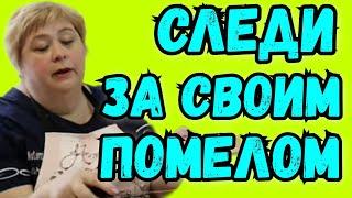 Ольга Уралочка live /Следи за своим помелом/Обзор Влогов /Уралочка и Сафар /