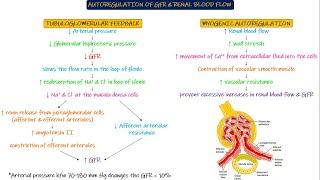 Autoregulation of GFR & Renal Blood Flow. Chapter 27 part 6. Guyton and Hall Physiology.