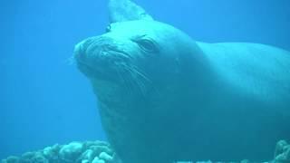 The Hawaiian Monk Seal