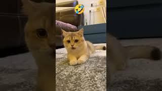 Can you Do A Dog Smile  #cat #cutezoo #funnyanimals #funnymoments #funnyvideos